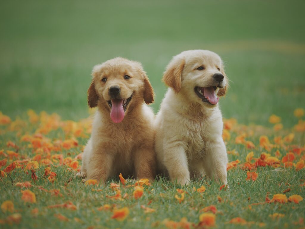 Two golden retriever puppies outdoors in fall